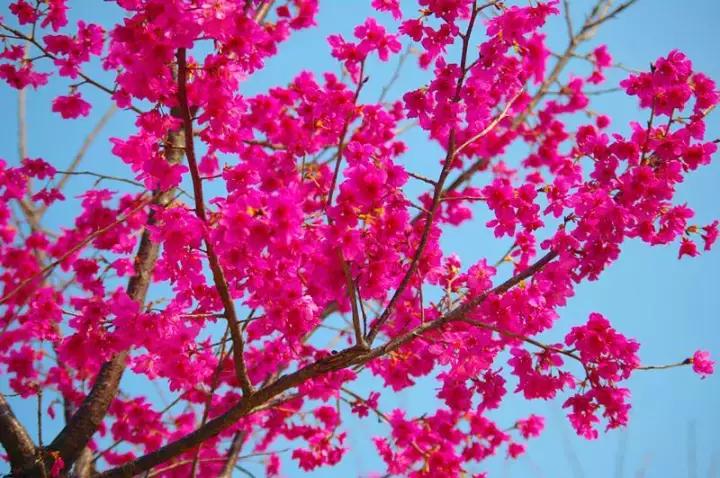 中国有哪些樱花好看,看樱花中国