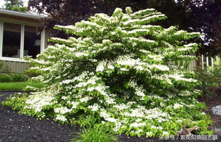 紫色长的像绣球一样的花,像蝴蝶一样的绣球