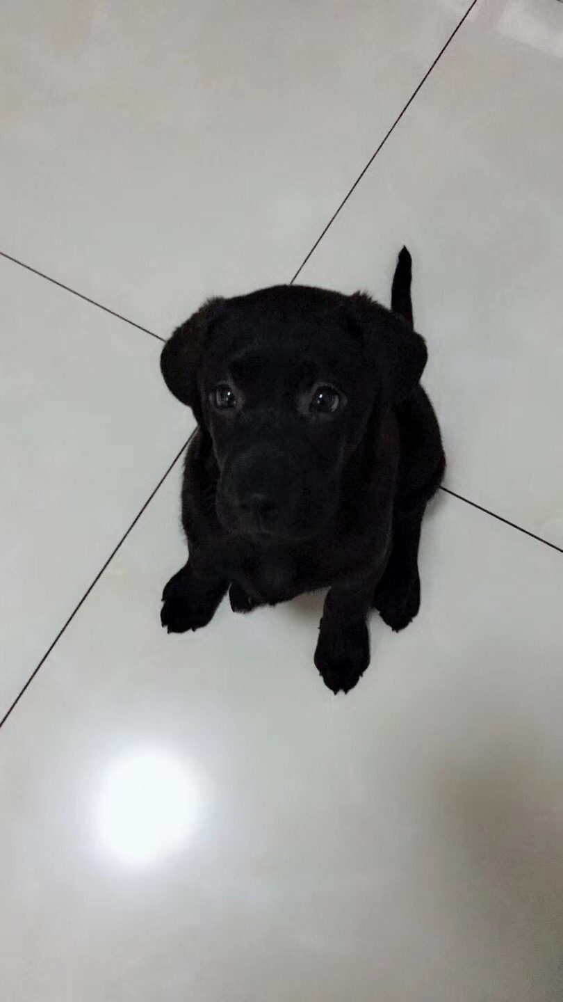 短毛狗怕冻吗,短毛狗都比较凶