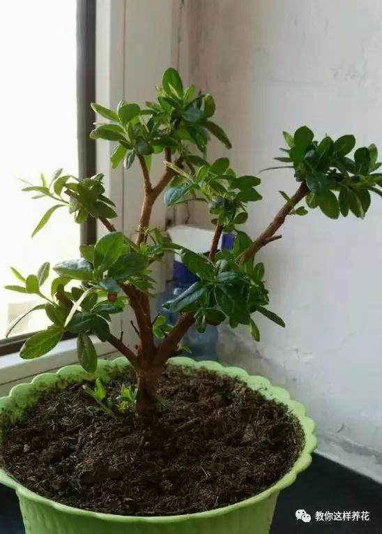 绿萝发财树杜鹃发黄萎蔫枯死，一个塑料袋就能救回！