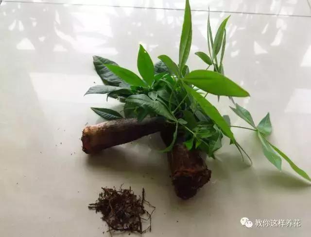 绿萝发财树杜鹃发黄萎蔫枯死，一个塑料袋就能救回！