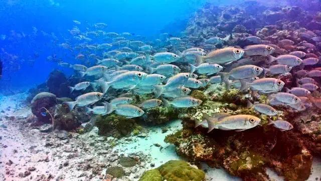 帕劳群岛隐藏攻略,帕劳旅游的优点和缺点