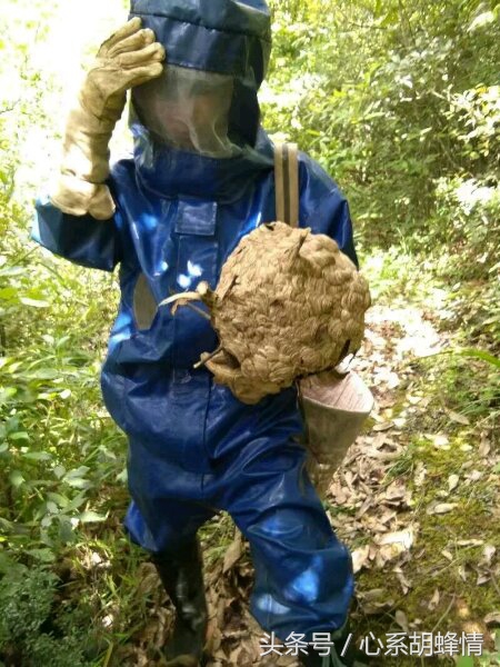 胡蜂养殖细节技术流程,胡蜂养殖最新技术流程