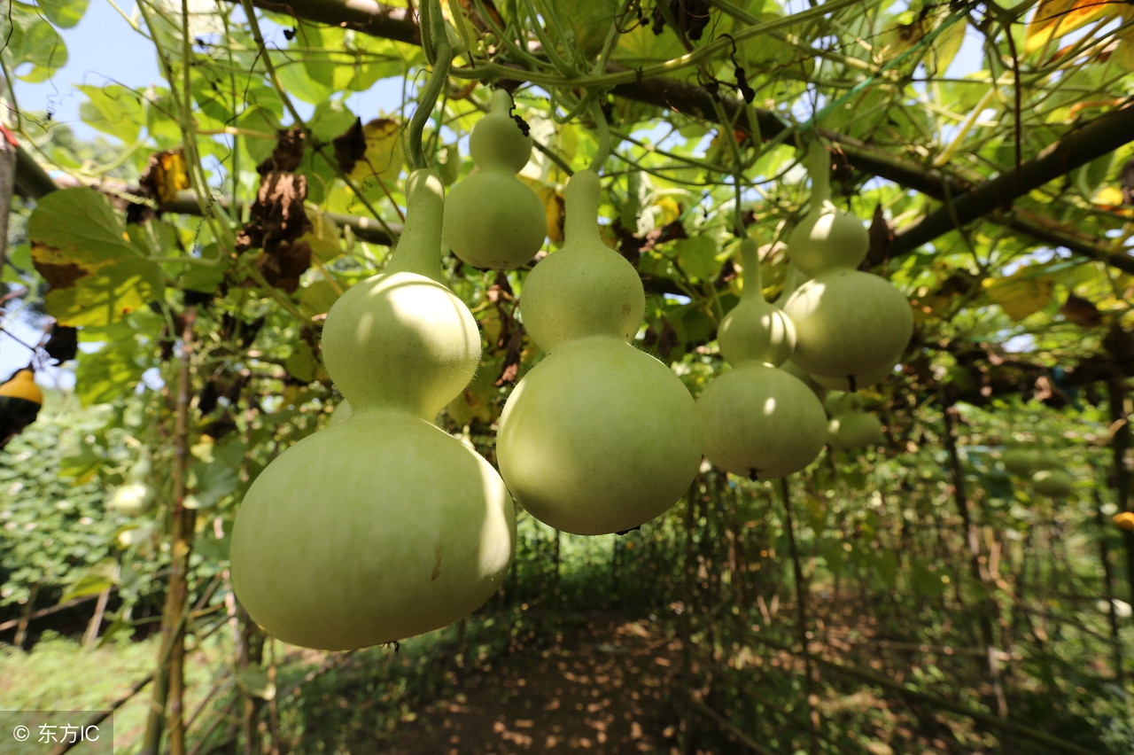 聊城葫芦第一村小葫芦,聊城葫芦第一村地址