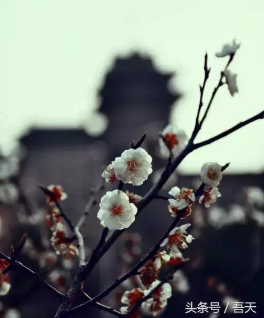 淮阴区卫岗,亳州卫岗镇