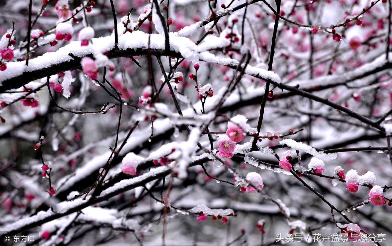 梅花花期后不长叶子,梅花花期过了吗