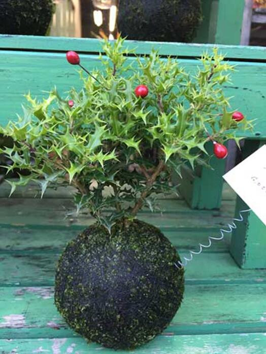 苔藓球植物养殖方法,苔藓球种植方法视频