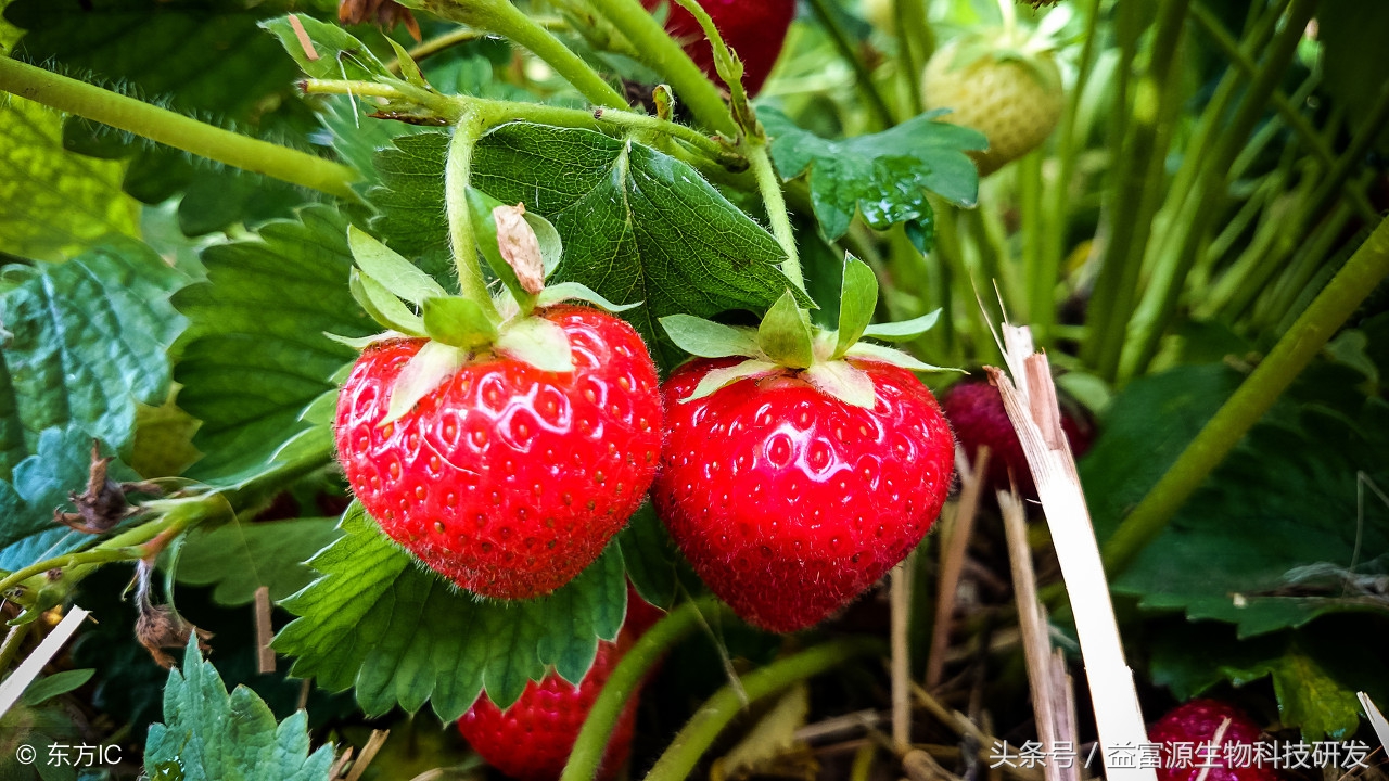 草莓结果期萎蔫怎么补救,为什么草莓苗总是容易蔫呢