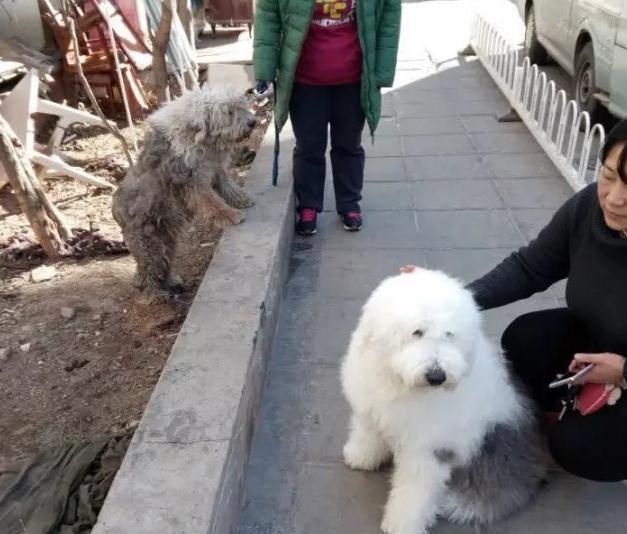 古牧好养,养古牧的注意事项