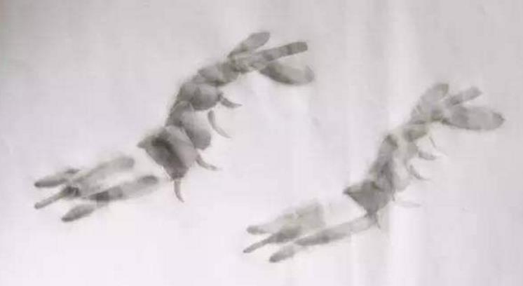 水墨大虾怎么画,水墨彩色大虾画