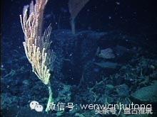 红珊瑚介绍方法,红珊瑚识别方法