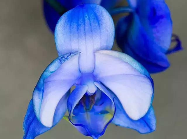 精品兰花欣赏一花一草一世界,100种最美兰花大饱眼福邀君共赏