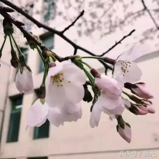 淮阴区卫岗,亳州卫岗镇