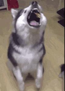 亥时生肖猪的命运,明年特别旺的属相猪