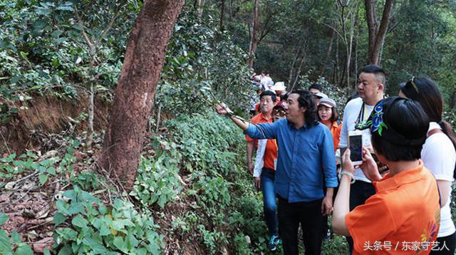 三万棵曼松古茶树,王子山曼松古茶树