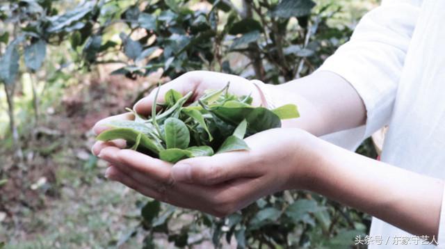 三万棵曼松古茶树,王子山曼松古茶树