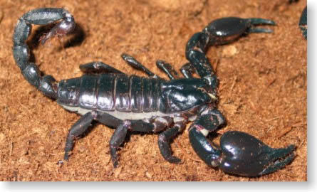 全球十大有毒动物排行榜,在野外要小心什么有毒的动物