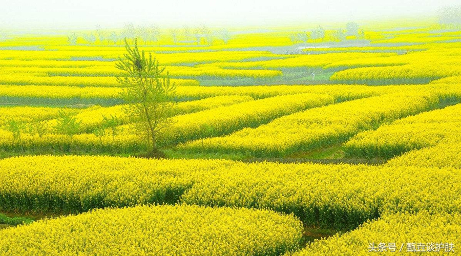 甄垚谈护肤公众号,甄垚谈护肤