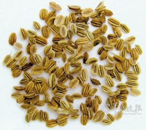 一方一净土，一花一世界，一草一天堂你认识蛇床子吗？