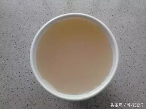 铁树的根全部烂了还能救活吗,发财树根烂了怎么救活有效