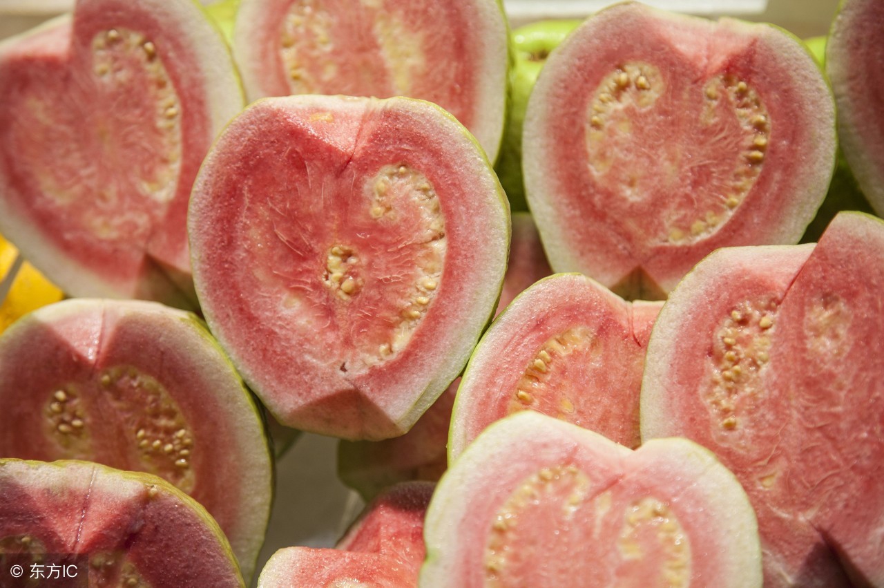 芭乐番石榴种植园转让,增城红心芭乐种植基地