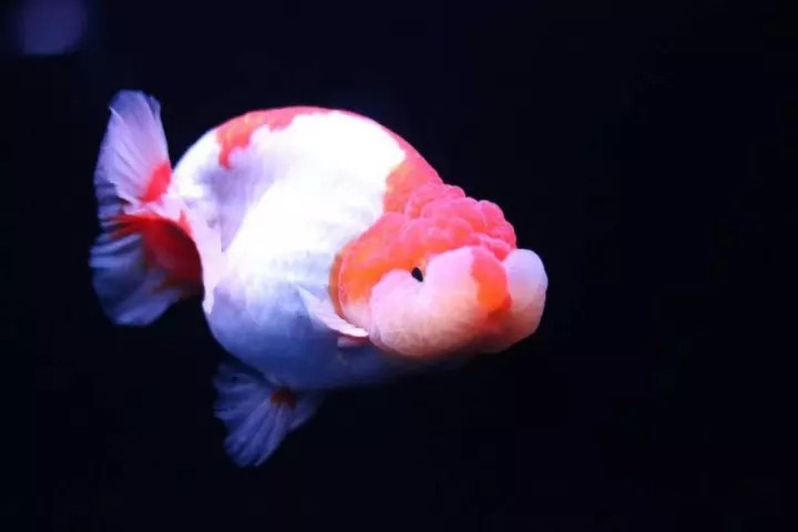 金鱼死后鱼缸用盐能消毒吗,金鱼盐水消毒的正确使用方法