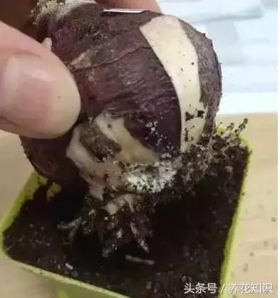 铁树的根全部烂了还能救活吗,发财树根烂了怎么救活有效