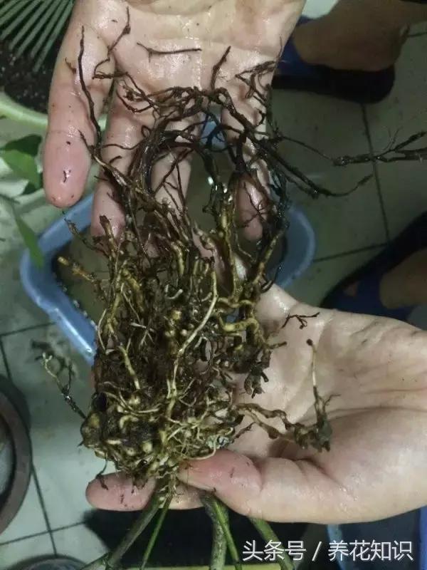 铁树的根全部烂了还能救活吗,发财树根烂了怎么救活有效