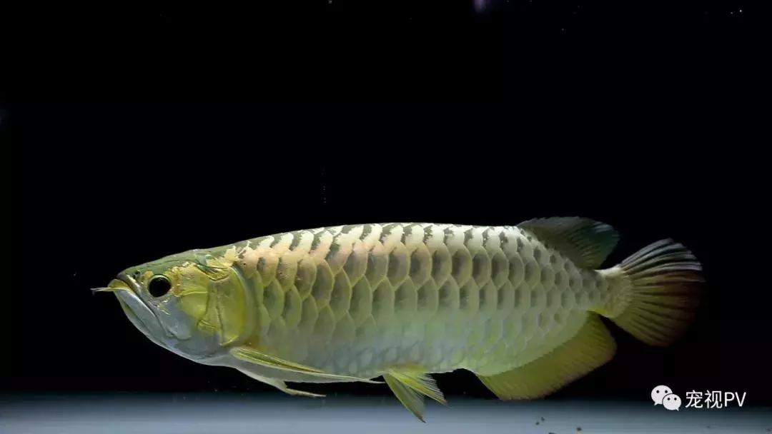 驯龙怎么让龙饿得快,如何让龙鱼改口吃饲料