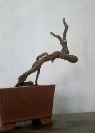 山宗山先生枸杞精品养护心得