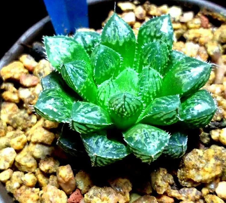 做足了功课养多肉,不用操心就能养好的多肉