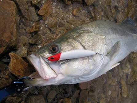 淡水路亚对象鱼用什么鱼,北方淡水路亚对象鱼开口时间