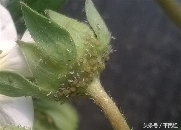 草莓开花了有蚜虫和蚂蚁怎么办,平民姐种菠萝草莓