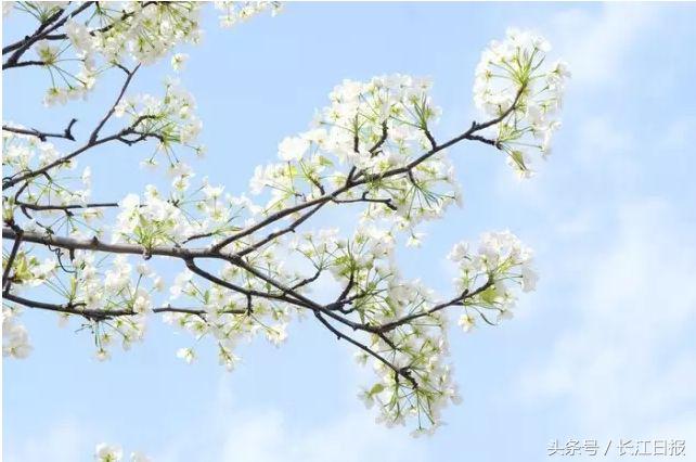 早安武汉|今日外出赏花灯记得携带雨具