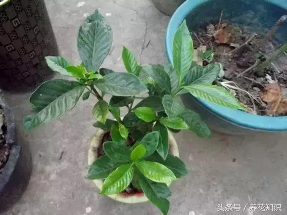 铁树的根全部烂了还能救活吗,发财树根烂了怎么救活有效