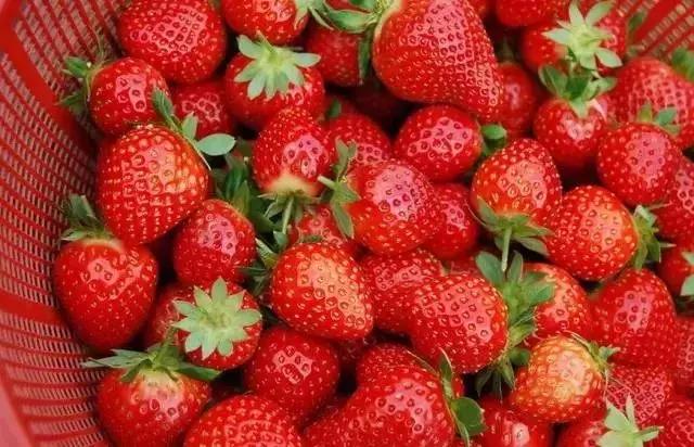 武汉比较靠谱的摘草莓基地,武汉市黄陂区摘草莓地方