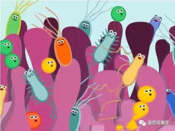 乳酸菌可以促进肠胃吸收吗,乳酸菌可以修复胃黏膜吗