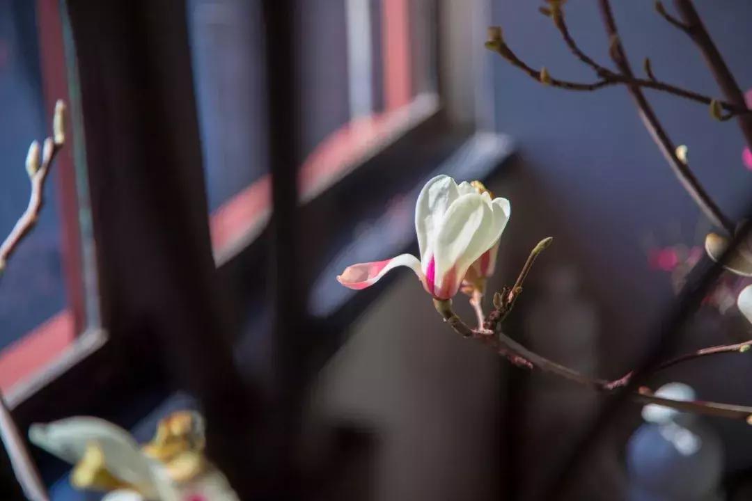 春日诗词60句：杏花吹满头，十里春风情更悠