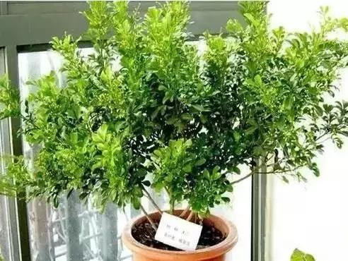 家养绿植花卉施什么肥,花卉绿植养殖方法测评