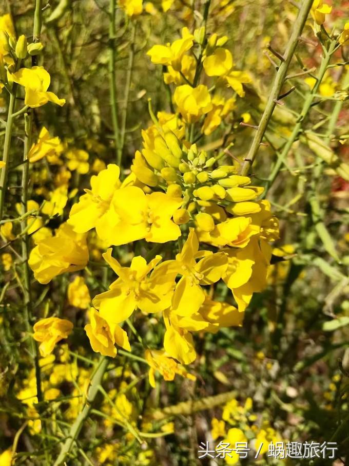 大理回族干货,二月份洱海值得去吗