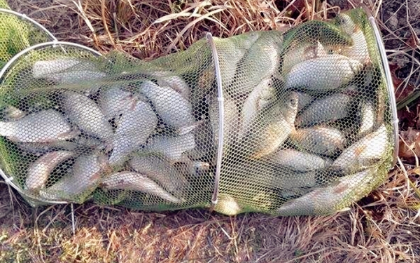 春天鲫鱼饵,春天钓鲫鱼鲤鱼如何配饵