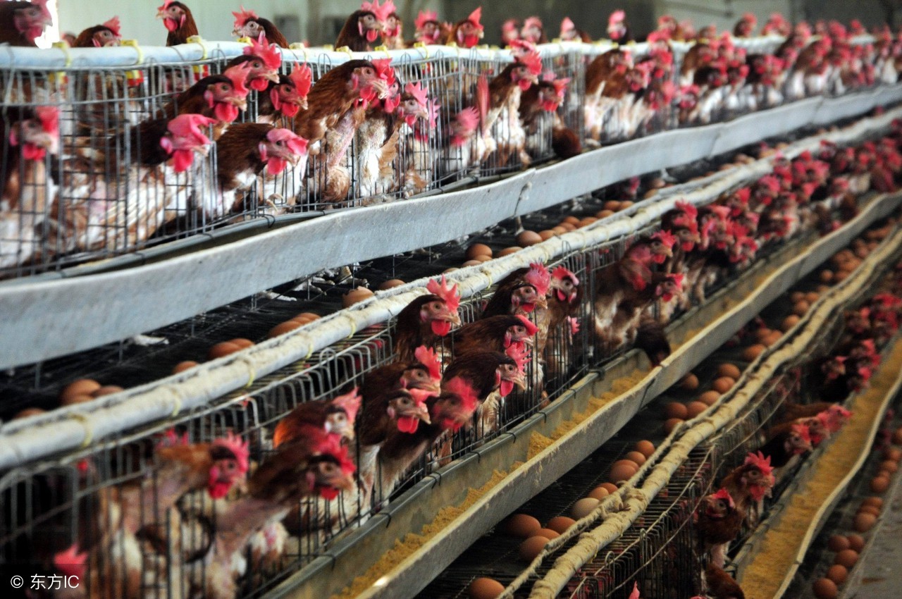 蛋鸡脱肛的原因及解决方案