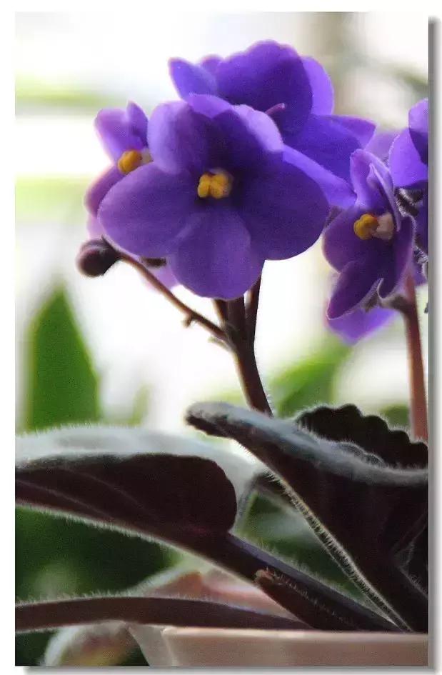 100种常年开花的植物,适合在家一年四季开花的植物