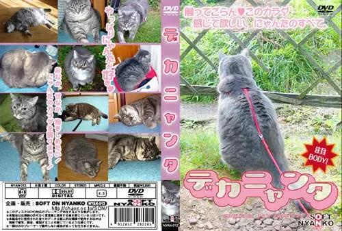 猫片大全及价格表,猫片是什么意思