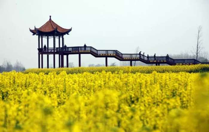 中国十大最美油菜花前十位,中国最美十大油菜花田排名