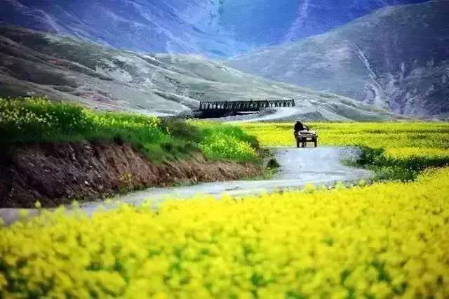 中国十大最美油菜花前十位,中国最美十大油菜花田排名