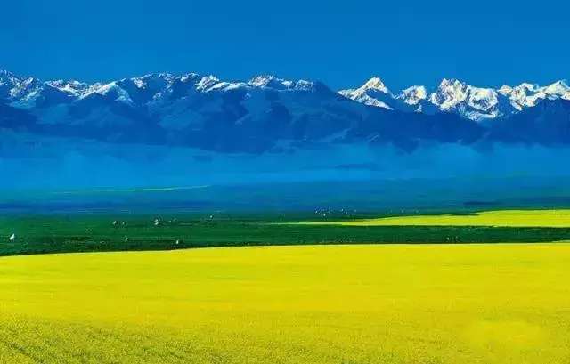 中国十大最美油菜花前十位,中国最美十大油菜花田排名