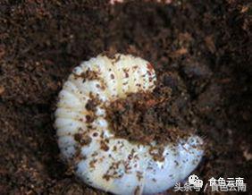 云南三只蚂蚁一道菜,云南三个蚊子一盘菜