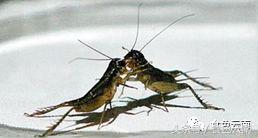 云南三只蚂蚁一道菜,云南三个蚊子一盘菜