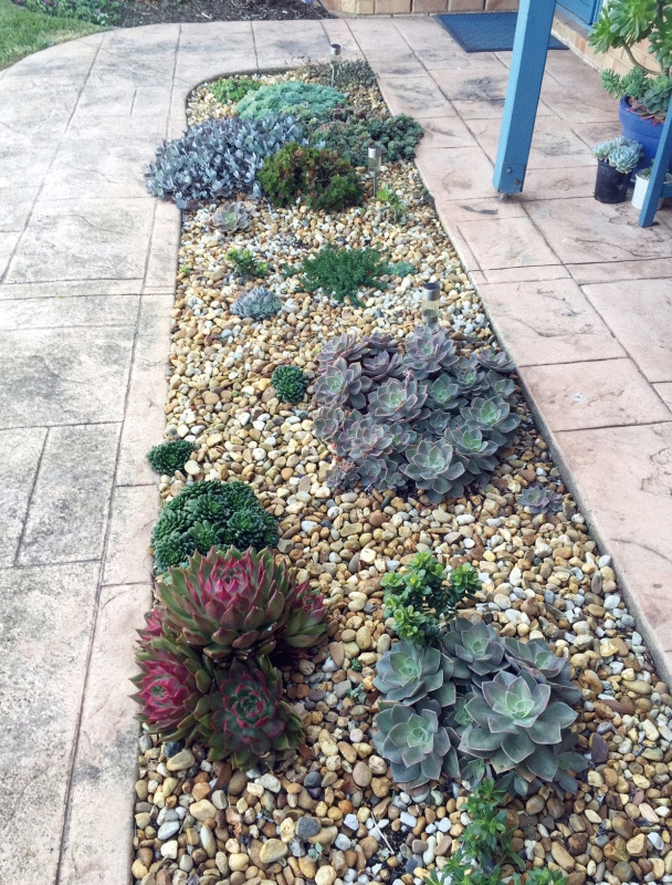 我的多肉之旅纪录片,墨尔本植物园多肉植物